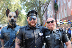 Leather Pups Unite!You can learn more about human pup play here: http://SiriusPup.net http://TheHappyPup.com http://PupSafeProject.org 