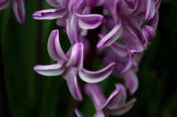 outdoormagic:  Hyacinth by ΞSSΞ®®Ξ on