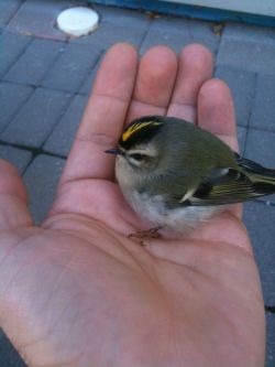 officialburngorman:  spookyprincesshajimeichinose:  awwww-cute:  Found this little guy at college today  I wonder what he is majoring in.  bird law
