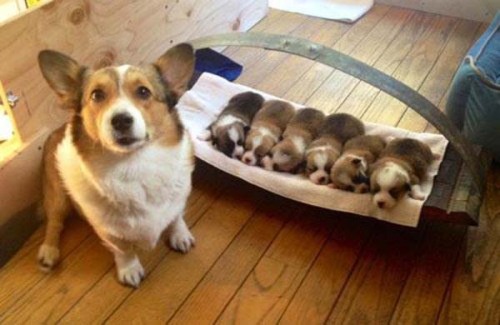  freshiejuice: i like that all the mama’s expressions are like “I DID IT! I MADE THESE FUZZY BURRITOS” 