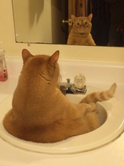 animal-factbook:  When depressed, cats would sit in a bathroom sink and contemplate about life. Cat owners can help their furry companions by scratching their head and giving them a cardboard box to play in. Cats love that shit.   Id turn the sink on