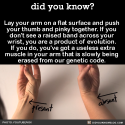 inverted-mind-inc:  knightthreethousand:  did-you-kno:  Lay your arm on a flat surface and push  your thumb and pinky together. If you  don’t see a raised band across your  wrist, you are a product of evolution.  If you do, you’ve got a useless extra