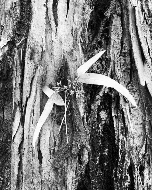 Black and white tree art #arte #naturaleza #moemeatproductions  https://www.instagram.com/p/CMoJ5HELD-L/?igshid=y2ow6je9moc4