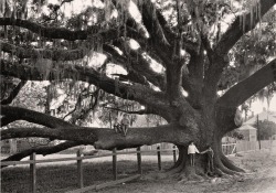 Edwin L. Wisherd - Enfants assis sur les branches d’un chêne géant, Louisiane, 1929.