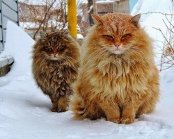 awwww-cute:  Norwegian Forest Cats