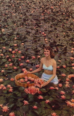 bad-postcards:  THREE SPRINGS FISHERIES, LILYPONS, MARYLAND   A pretty girl in the Rose Arey pond at Lilypons in the summer. One of Three Springs’ over 700 ponds.   