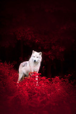 plasmatics-life:  Wolf in Wonderland by Dustin