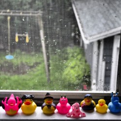 dream-on-m:  Ducks collection! #duck #ducks