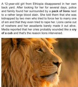 tanya-nicole:  introvertedlivin:kaminas-spirit: lolshtus:  Lions Save Kidnapped Girl  if lions are coming to rescue someone, you have to know what you’re doing is wrong. you know, in that moment before you’re torn in to tiny little pieces by said