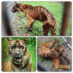  taurus-rose:  “So this is what happened right now. Taken this morning from Surabaya Zoo, East Java, Indonesia. Horrible. A living hell. They eat plastics just to stay alive. Please share this, Save Surabaya Zoo. Nobody cares but us who speak for the