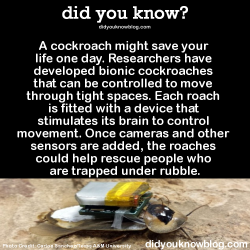 did-you-kno:   Why not use a regular robot? Because the instincts of a living organism allow it to evade hazardous conditions and predators without help from the operator. With a hybrid system using a living insect, you have the combined abilities of