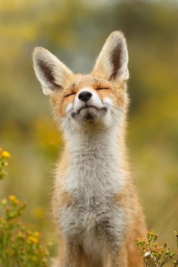 forfoxesonly:  THIS FOX IS LIKE, “EVERYTHING’S GOIN’ WELL. I GOT MY FLOWERS ALL AROUND ME. I ATE A THING. I BIT A STICK. THE SUN IS OUT. YUP. EVERYTHING’S COMIN’ UP FOXY.” 