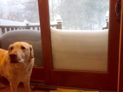 breaktotheotherside:  constable-connor:  subjecttocaprice:  subjecttocaprice:  My mom just sent me this picture of my dog…I guess we got a lot of snow, then  update:   This is the best  &ldquo;human this is the best day ever&rdquo;