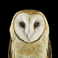 mymodernmet:In this stunning series by Brad Wilson, the photographer captures up-close portraits of different owl species.