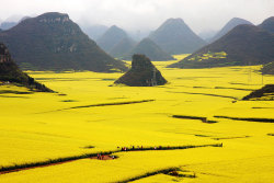 everythingall-ofthetime:  Canola Flowers Field, China