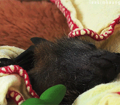 Lkkev:  Sexandcupcakesbabe:  Spoiled-Lil-Girl:  Omgoodness Yook At Da Baby Bat!!