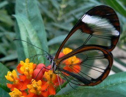 sixpenceee:The Glasswinged butterfly is a beautiful brush-footed butterfly. The Glasswinged butterfly gets its name because the tissue between the veins of its wings looks like glass, as it lacks the colored scales found in other butterflies. (Source)