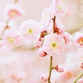 yuffii:  sakura and ume (by kaori) 
