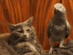 crownofbirds:  what friendship with me is