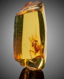 thouartadeadthing:Praying Mantis in Amber (Hymenaea protera) Dominican Republic. Oligocene epoch (i.e. approximately 33 - 23 million years before the present)