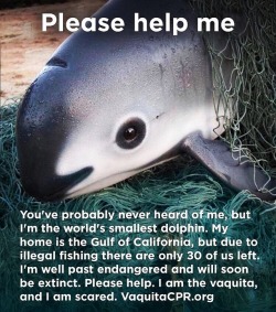 motok-wolf: anneriawings:  be—your—own—hero:  Omg look at this little cutie, how can anyone hurt them. There are only 30 of these left in the world due to illegal fishing.   Please donate to the National Marine Mammal Foundation’s last-ditch effort