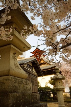 kdr:  iesuuyr: bluepueblo: Cherry Blossoms, Hiroshima, Japan photo via luanne 