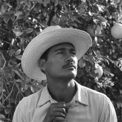danaran:  hereforjaebum:    Long-Lost Photos Reveal Life of Mexican Migrant Workers in 1950s America   1.   Portrait of Mexican farm laborer, Rafael Tamayo, employed in the United States under the Bracero Program to harvest crops on Californian farms,