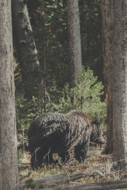 man-and-camera:  Grizzly Bear in Yellowstone