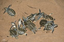 wolverxne:  The largest concentration of nesting marine turtles on the eastern Australian mainland occurs at Mon Repos.  Mon Repos is world famous for its marine turtle wildlife spectacle where loggerhead, flatback and green turtles come ashore to nest