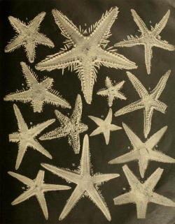 les-sources-du-nil: Ludwig Heinrich Philipp Döderlein (1855–1936) Starfish from the waters around Indonesia, collected during the The Siboga Expedition, 1899–1900 