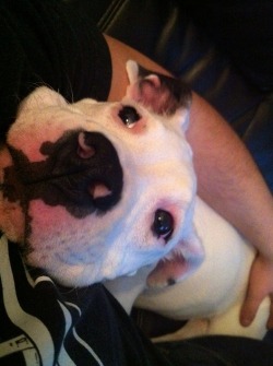 cute-overload:  Our adopted girl -Mia-http://cute-overload.tumblr.com 