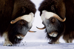 ainawgsd:  Musk Ox The musk ox (Ovibos moschatus) is an Arctic mammal of the family Bovidae, noted for its thick coat and for the strong odor emitted during the seasonal rut by males, from which its name derives. This musky odor is used to attract females