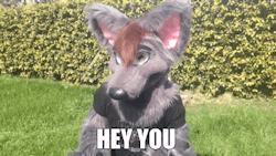 hcfur:  Hey you! (GIF) - by AceofheartsFox