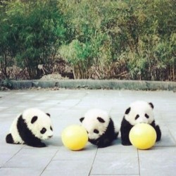 When pandas come out to play #panda #cute #instagood #likeforlike #pandabear #asians #likes #funny #pandas #pandaexpress #instapandacool #bestoftheday follow for more awesome posts