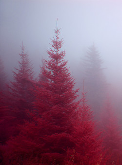 10Bullets:  Fog In The Firs By Oldoinyo On Flickr.