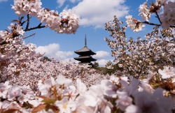tokyopic-official:  The Season of Hanami Has Come! / Tokyo Pic