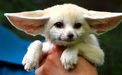 morpheusmedia:  Let today be declared “Fennec Fox Day.” At Morpheus, anyway. 