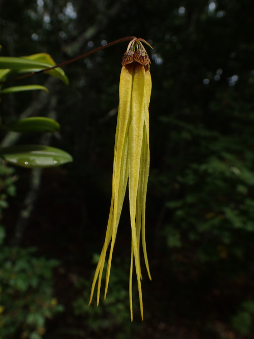 orchid-a-day:  Bulbophyllum thiurumJune 13, 2021 