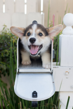 trinketbaby:  Special delivery! 