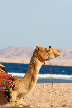 intothegreatunknown:  Camel Trophy | Sharm El Sheikh, Egypt 
