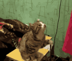 elfypedia:  ob-la-di-mexican-seafood:  kateatsyou:  shep689:  omfg this cat is communicating.  omg my heart just broke in 10 tiny pieces  Oh my goodness!!!  OH MY GOD HOW CUTE IS THIS 