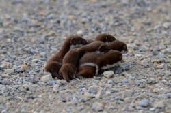 fatass-mcnotits:  a group of weasels can be called a confusion it is a confusion of baby weasels 