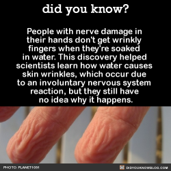 did-you-kno:  People with nerve damage in their hands don’t get wrinkly fingers when they’re soaked in water. This discovery helped scientists learn how water causes skin wrinkles, which occur due to an involuntary nervous system reaction, but they