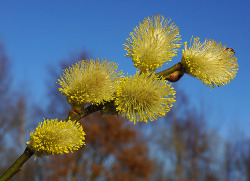 outdoormagic:  Salix caprea by Hydraheerd