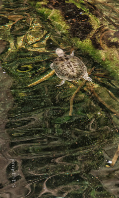&ldquo;Gliding the Painted Turtle&rdquo; Omaha Zoo-jerrysEYES