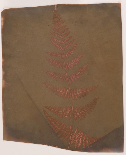 artherbarium:William Henry Fox Talbot (1800-1877), Buckler Fern, 1839
