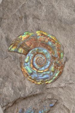 sitting-on-me-bum: Ammonite / This ammonite is on display in our Elements gallery. Herbert Art Gallery &amp; Museum, Coventry, West Midlands, UK  - pinterest