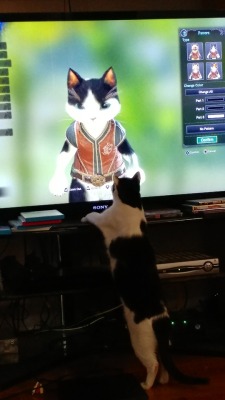 stilldancingwithmolly:  Making my cat as a palico in Monster Hunter World when she suddenly became unusually interested in the tv! Do you think she knew it was supposed to be her up there fighting monsters with me?