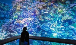 staceythinx:  Great Barrier Reef byÂ Yadegar AsisiÂ  About the project:  On a 1:1 scale, the Nature Panorama presents the unique underwater world of the coral reef off the coast of Australia in all its fragile beauty and complexity. From a perspective