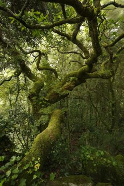 spiritofthewoodlands:  Ode to a tree in the wind by Ricardo Alves da Silva 
